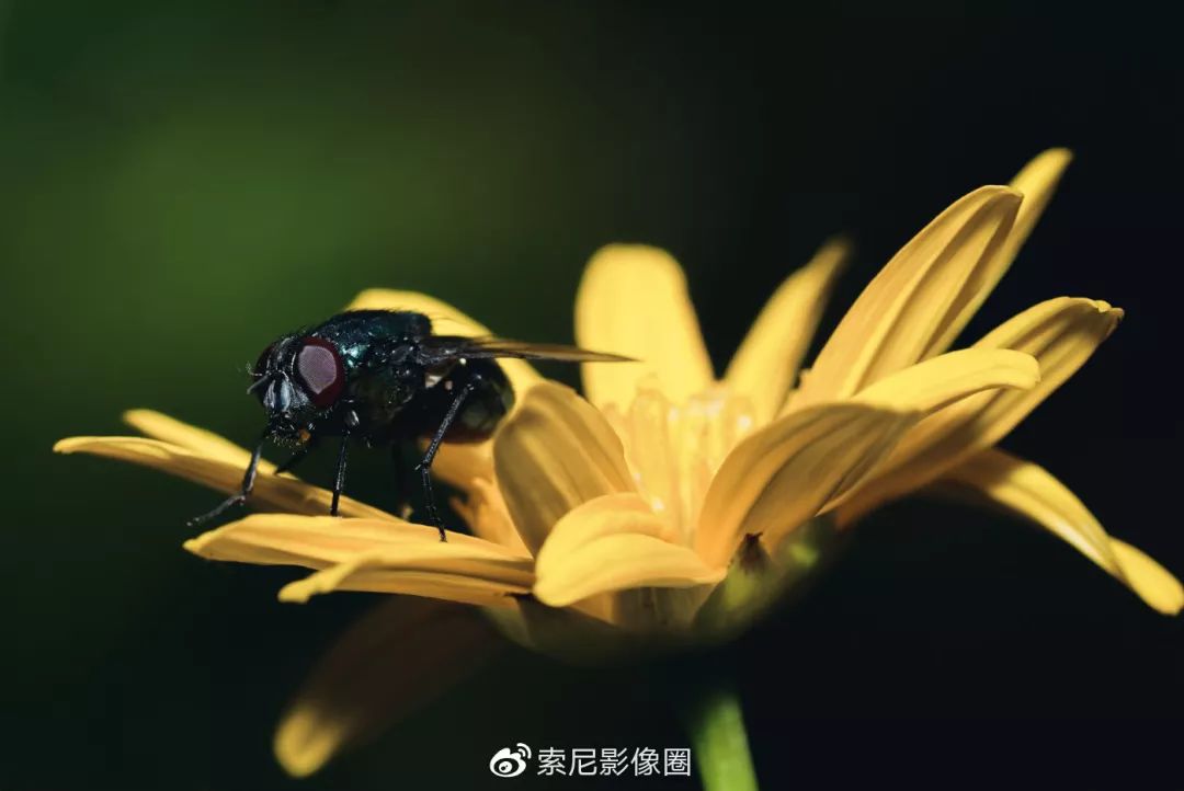 带上索尼微单alpha7riii解锁微距世界