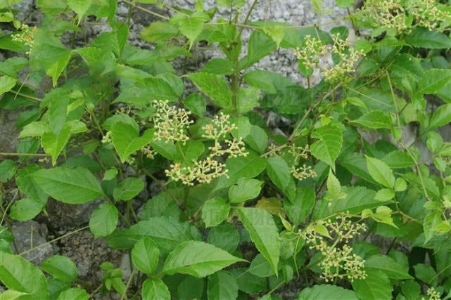 捣敷并饮汁. 《全国中草药汇编》 苦,酸,寒.