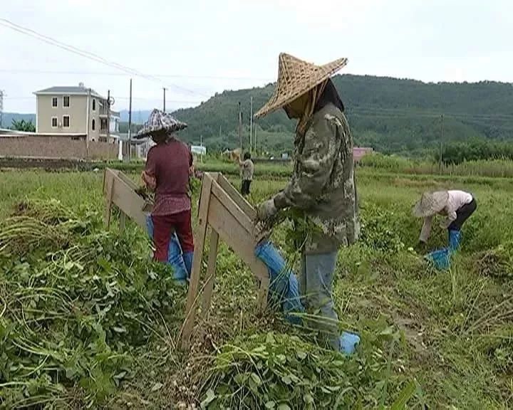 平远东石3500亩花生喜丰收,农户增收1750万_东石镇