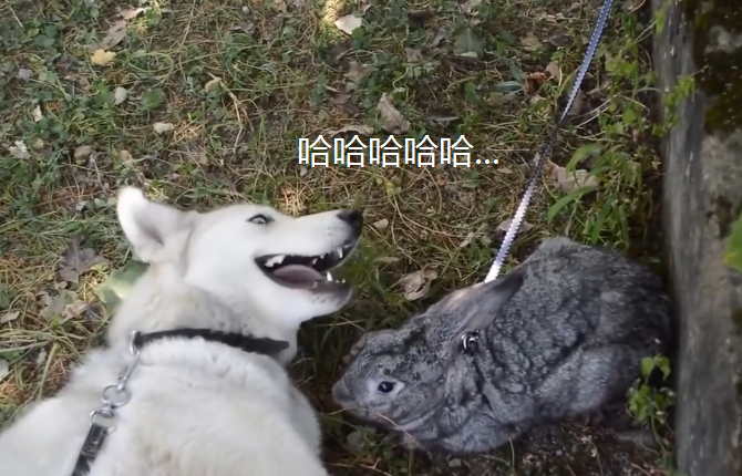 53146d0d4db944ec9b51491a952b3f2c.png