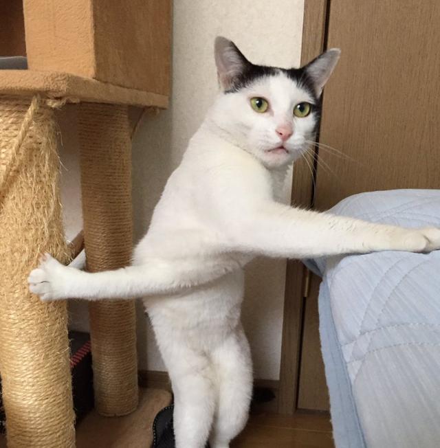 21张爆笑图片证明,猫咪的存在本身就是一个谜