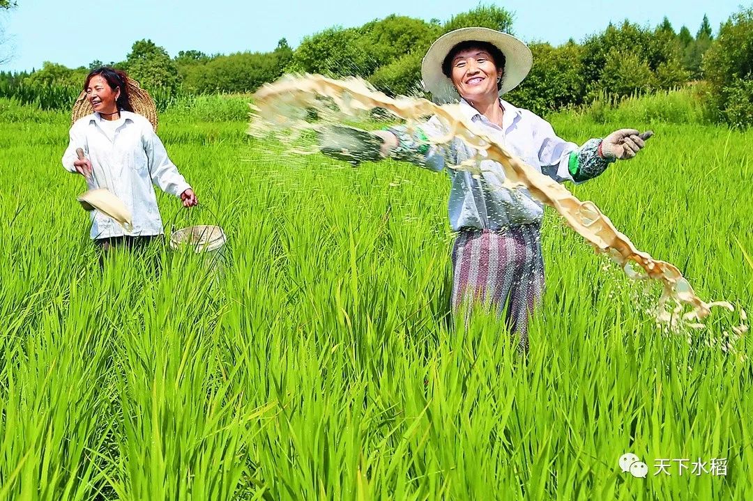 【赣南种植】怎样给水稻施肥,这些你都知道了么?
