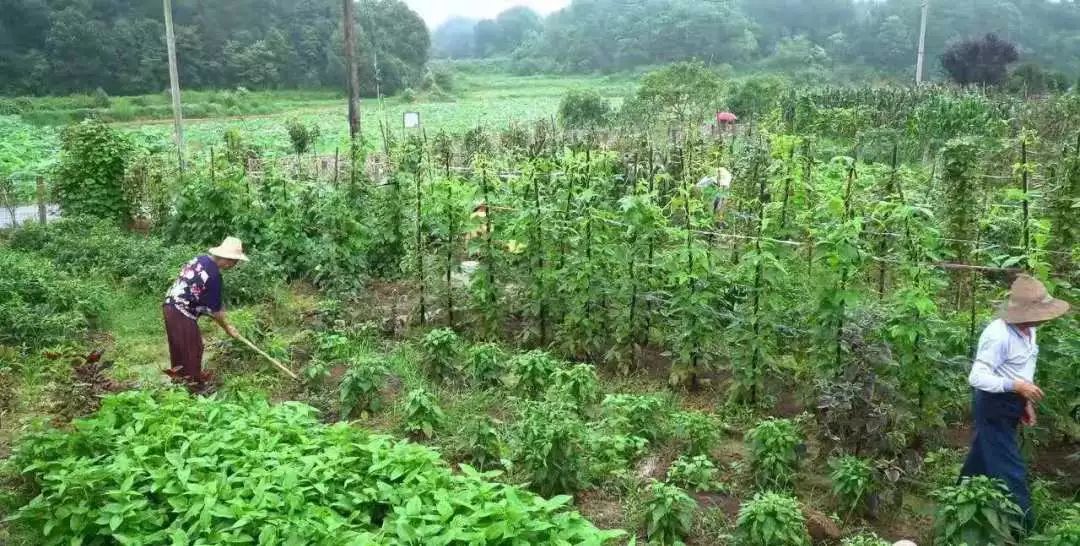 【农村人居环境整治进行时】这个夏天,"荷"你有约!