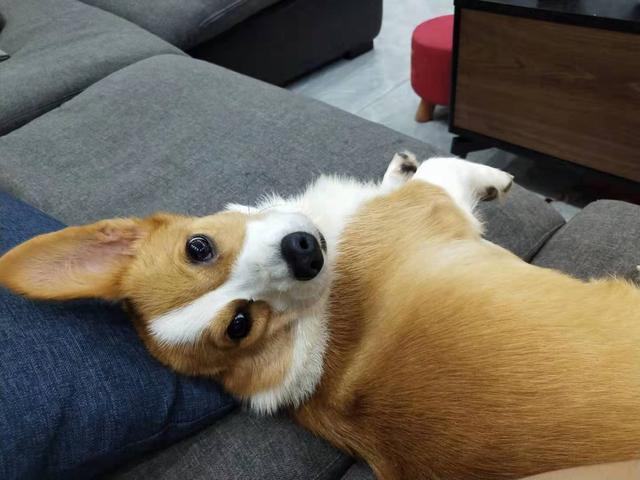 原来它们真的知道主人不要自己了.