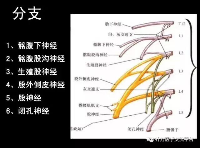 下肢神经解剖超详细