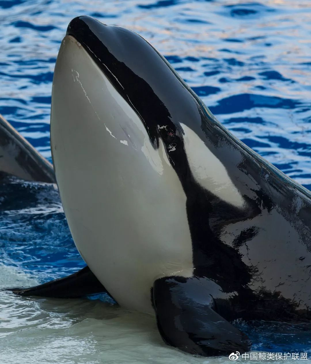 关于虎鲸你所不知道的事 - 近期新闻 - 亚洲善待动物组织