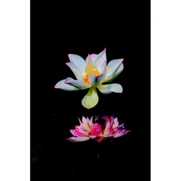 收藏!韶关荷花盛放,艳压整个夏天