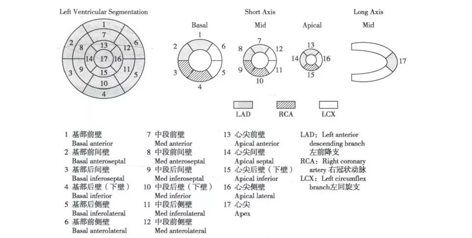 1 左室壁节段划分-16,17,18牛眼图非冠脉疾病引起的节段性室壁运动