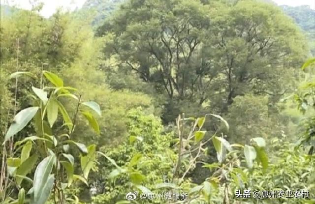 为推动南昆山百岁茶产业发展龙门县毛茶协会成立