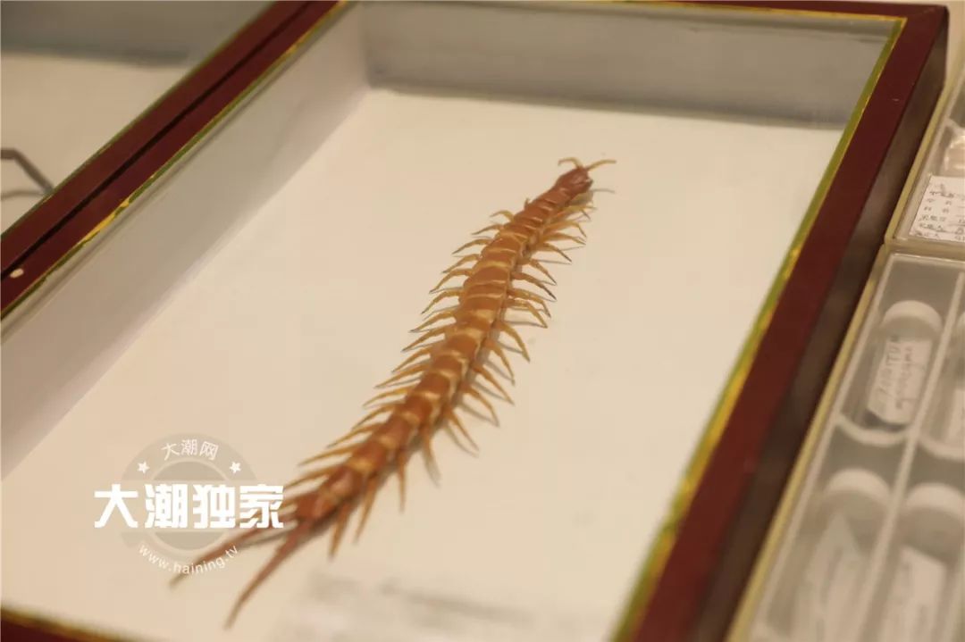 蜈蚣