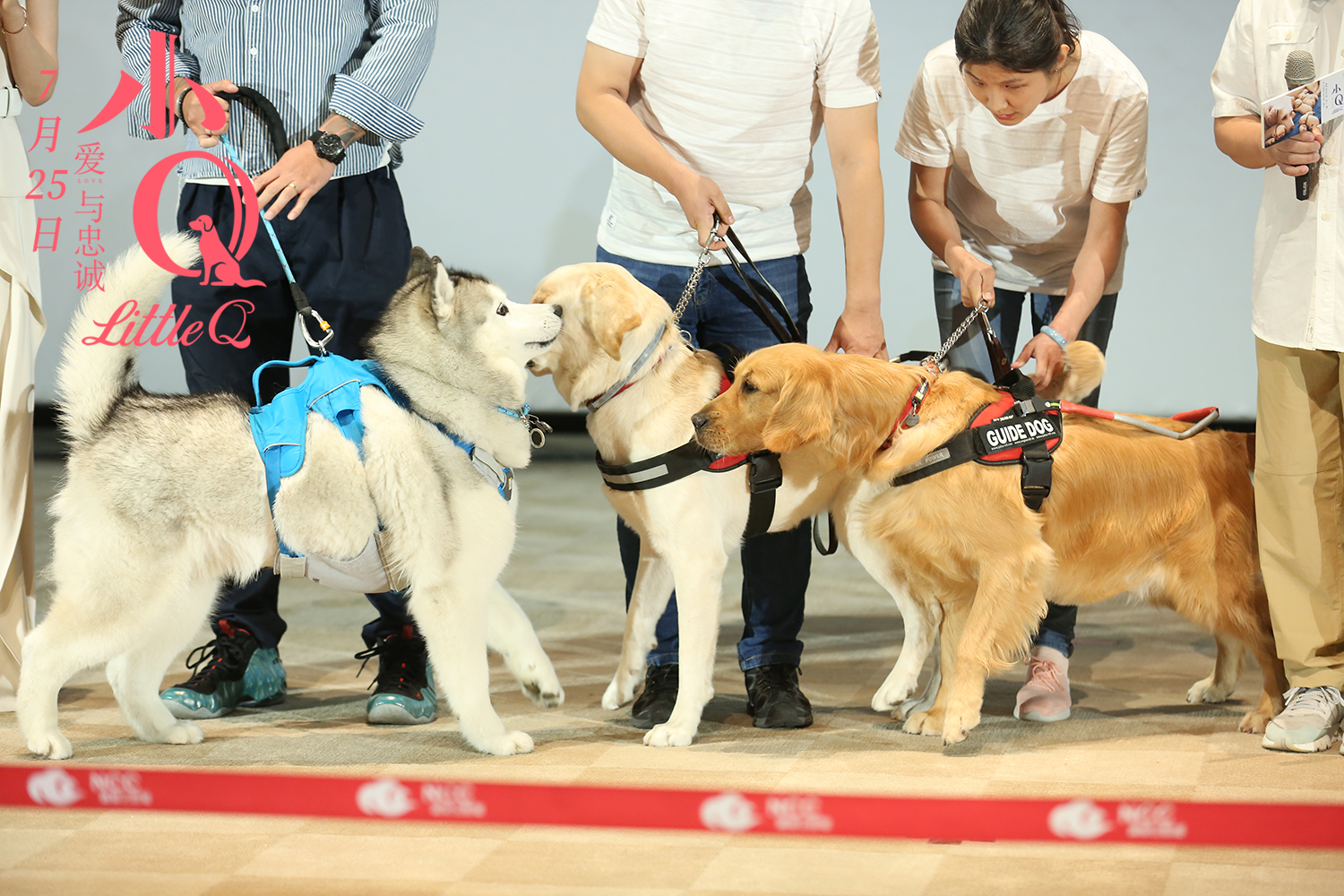 铁汉柔情!任达华拍完《小q》后将领养退役导盲犬