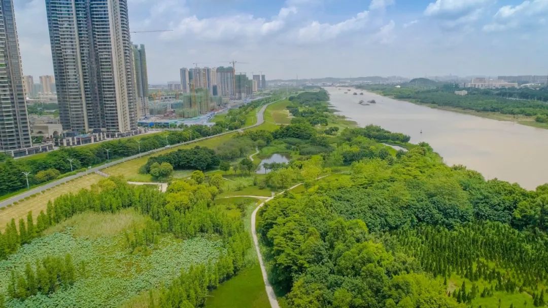 绿岛湖滨江湿地公园,绿意盎然.佛山日报记者 曹忠信 摄