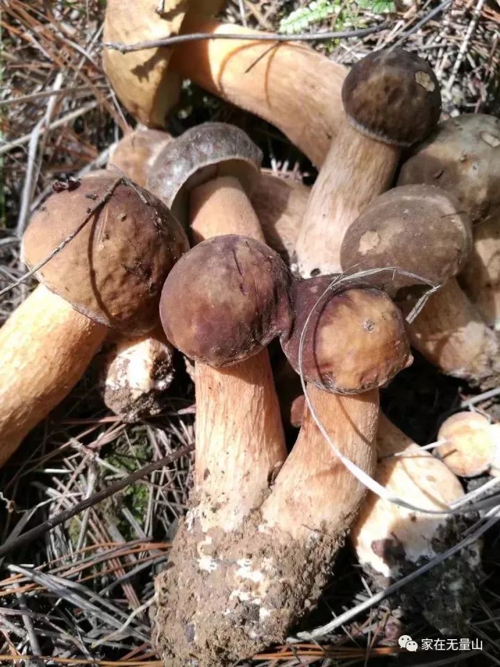 第九十二道:稻草菌第九十三道:牛肝菌第九十四道:香蕈第九十五道