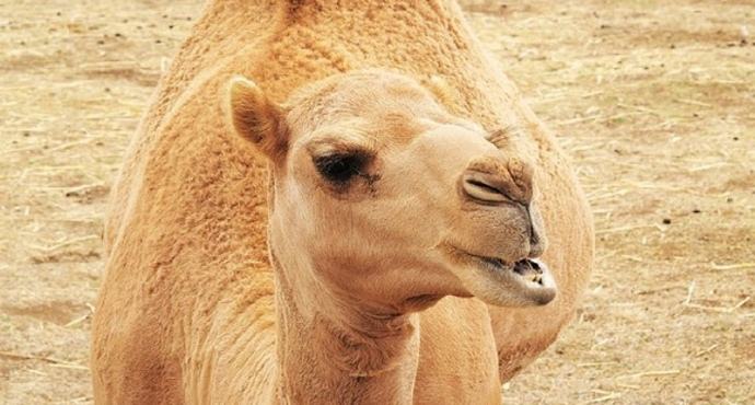 墨爾本看動物應該去華勒比野生動物園，看一邊打盹一邊睡覺的考拉 旅遊 第4張