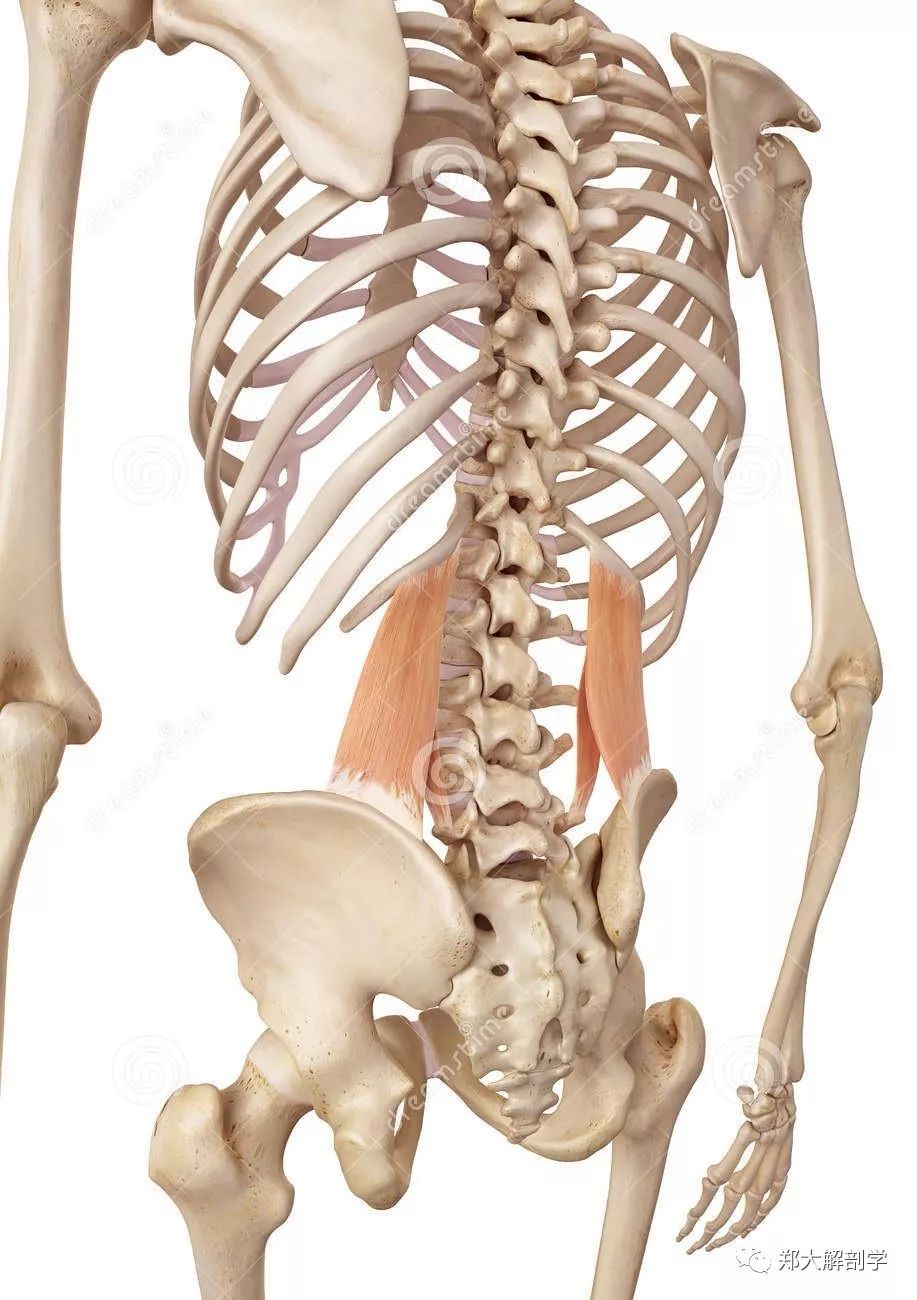 腰方肌激痛点——腰痛的重要原因