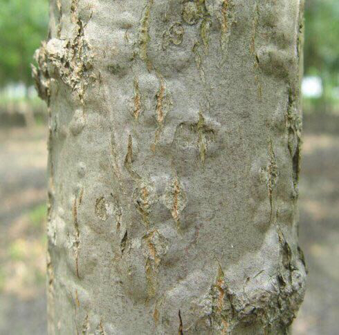 园林植保信息杨树腐烂病溃疡病和天牛发生原因和防治措施杨树病虫害