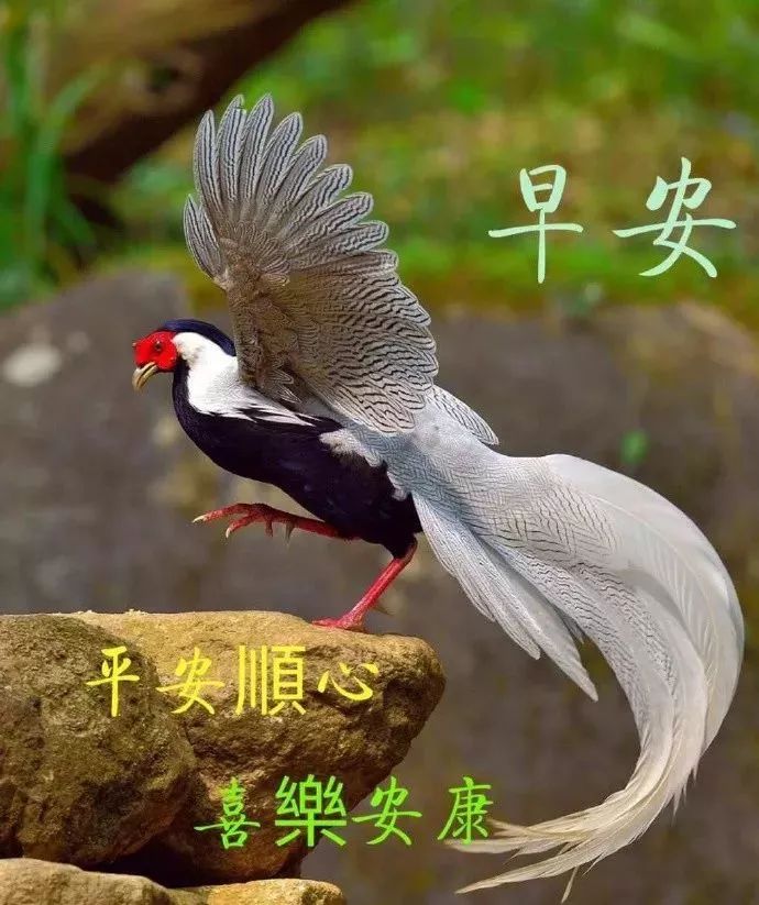 祝福大家早上好图片大全,很赞的大家早上好问候语表情