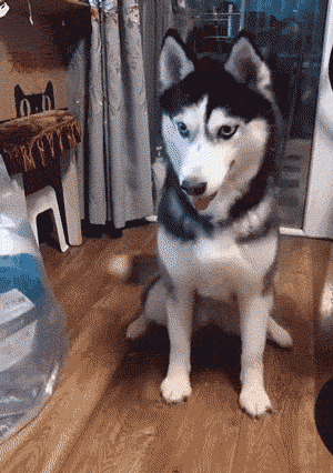 二哈学握手简易教学,从入门到放弃