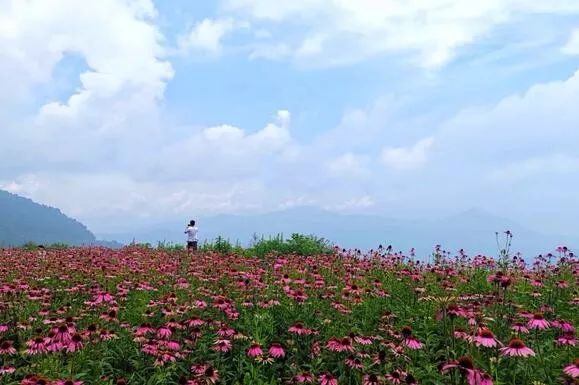 涪陵大木花谷花海 图源   大木花谷景区