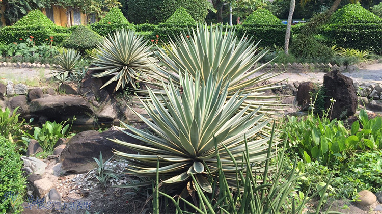 越南纵游四胡志明市动植物园草禽园