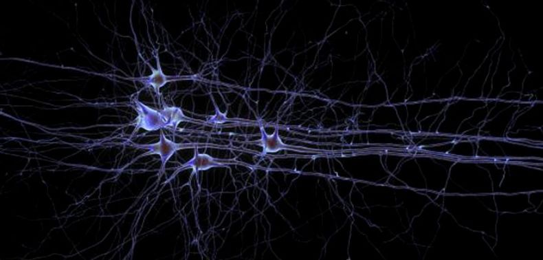 让脑细胞发光 华人学者开发新技术, 照亮 中风治疗前景