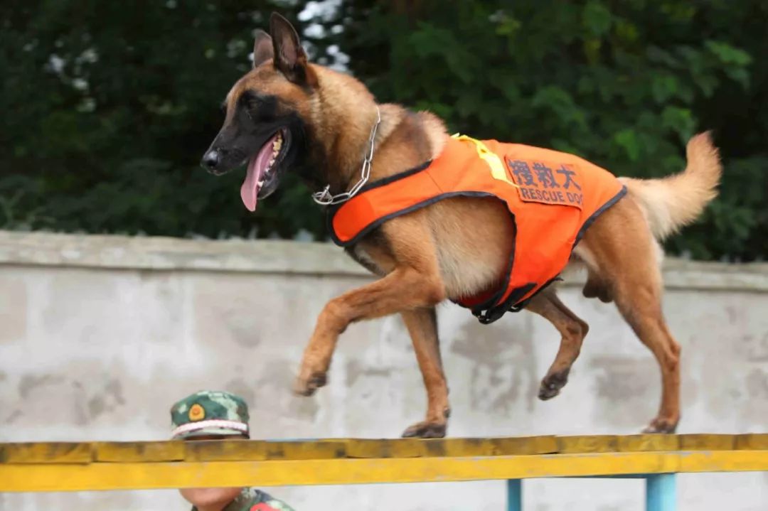 揭秘神勇的消防搜救犬是如何炼成的