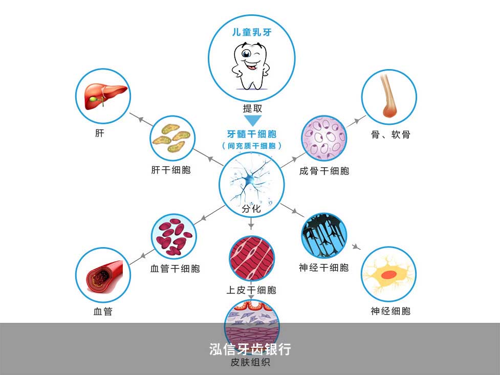 挪威,荷兰,英国等国家相也继建立牙齿银行,目前全球存储乳牙干细胞的