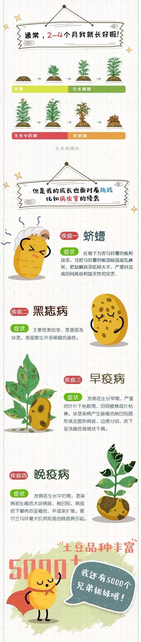 一张图看马铃薯的前世今生