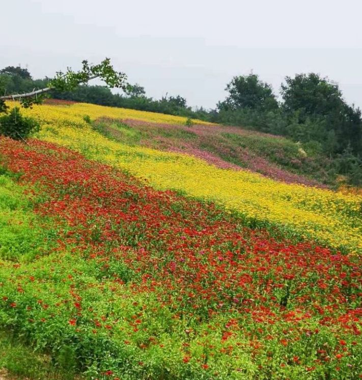 一片五彩花海在城市建筑衬托下美不胜收