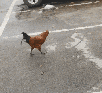 搞笑动态趣图gif:阿柴把水果网套在脸上