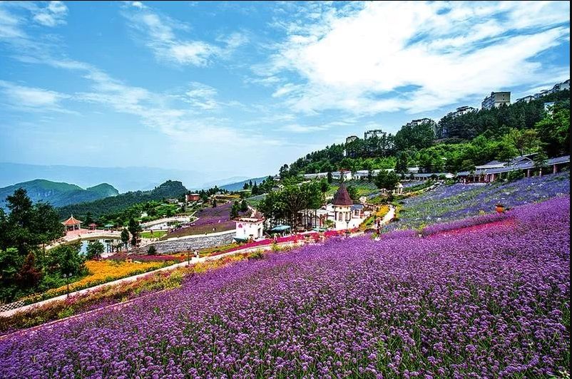 垫江赏荷花线路,开州区长沙镇紫海云天香草园,巫溪县红池坝高山花海等