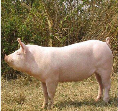 保育猪满身起红疙瘩,特别痒,怎么回事?保育猪