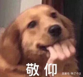这个表情包的出处找到了,主人的脑洞大破天~ 这个狗狗的表情包想必
