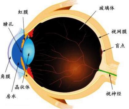 甲亢眼球突出怎么办