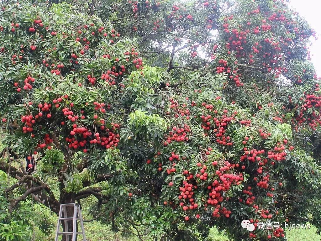 yēr啦合江荔枝文化节明天开幕丨荔枝低至2块附农家乐地址