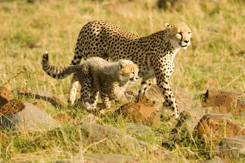 走进非洲动物王国看它们的日常生活