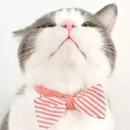 跟着动漫学日语|跟《黑执事》主题曲《黑白之