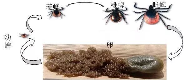 蜱虫高发季,身上冒出"小黑点"别大意!