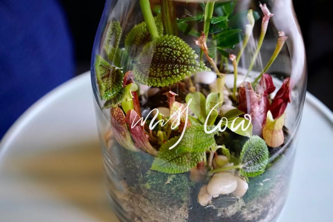 神奇植物在哪里 | misscoco食虫植物热带雨林生态瓶