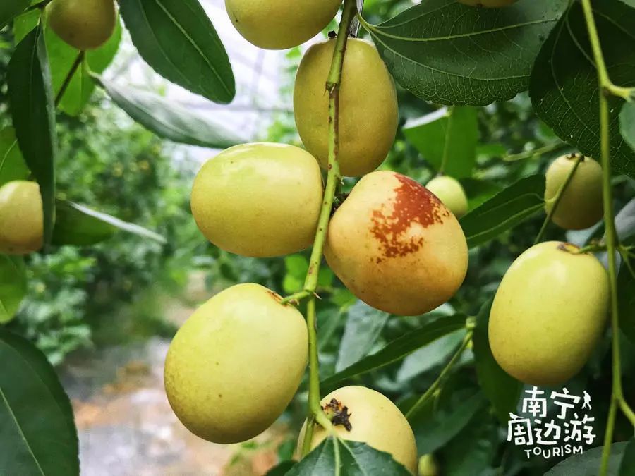 夏天去哪裡玩？漂流、堆雪人、賞花、摘果！南寧這裡值得你夏天去浪！ 旅遊 第22張