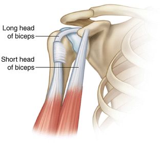 被挤压出现弹响或引出肩关节疼痛为阳性动态挤压试验肩关节前屈90度