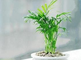                     孩子书桌适合摆放哪些盆栽植物缓解压力放松心情