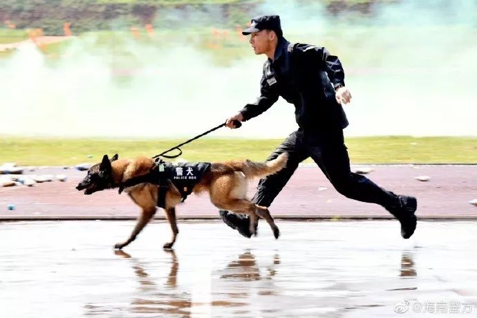 警犬小时候原来这么奶凶?