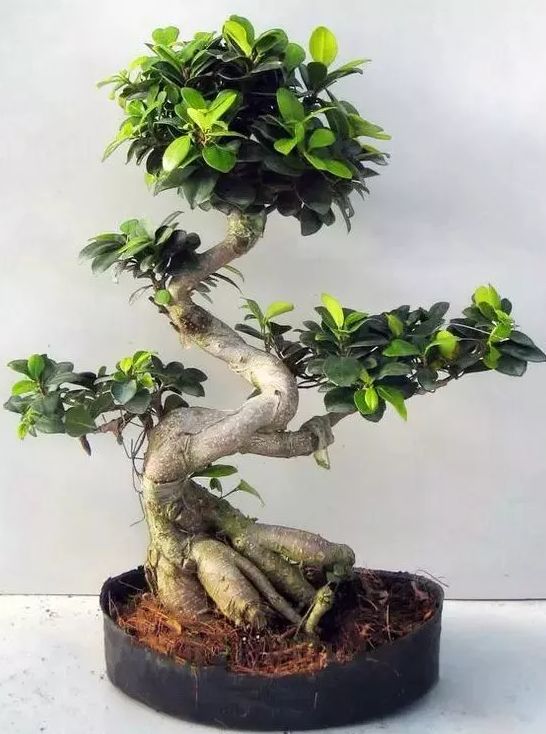 君子兰浇水的正确方法和时间 4477818999f047cf9fcb6e9eeea54258.jpeg