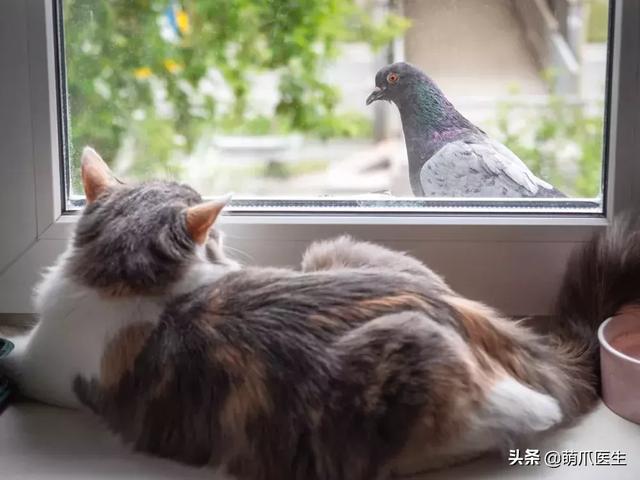 猫咪总是看窗外,原因竟是
