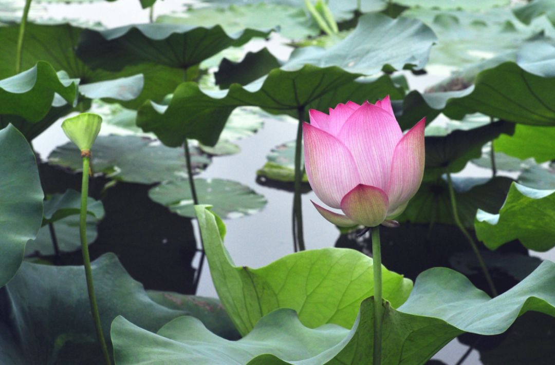 夏天去哪裡玩？漂流、堆雪人、賞花、摘果！南寧這裡值得你夏天去浪！ 旅遊 第16張