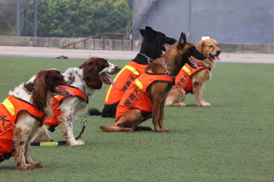 揭秘!神勇的消防搜救犬是如何炼成的