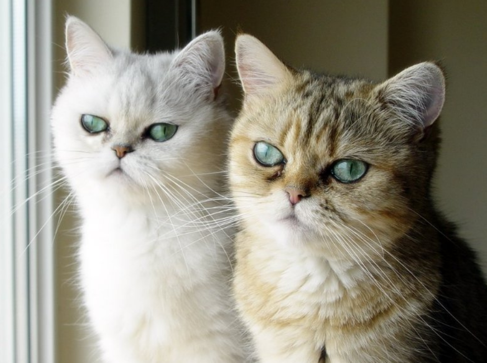 亲手养大的猫却偏偏不让抱?原来是这3个原因