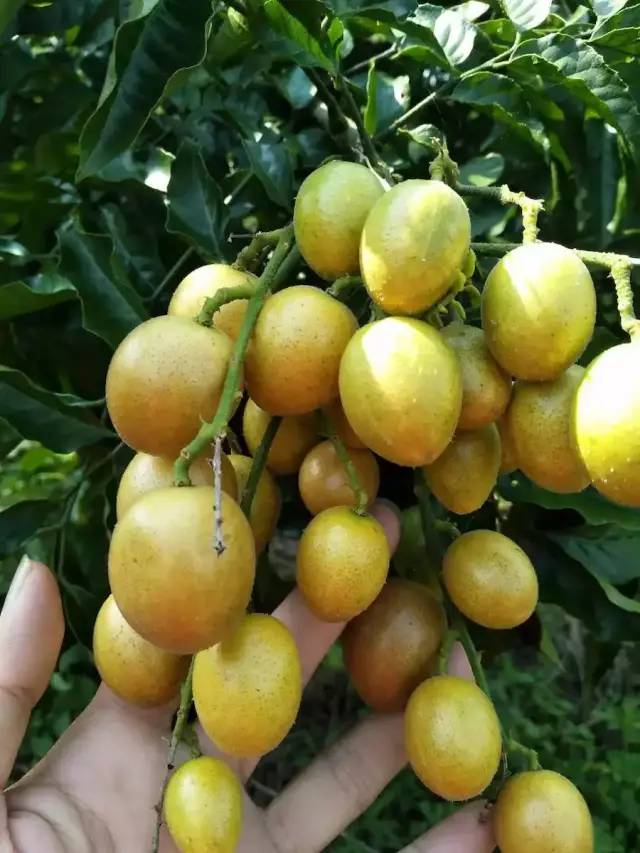 夏天去哪裡玩？漂流、堆雪人、賞花、摘果！南寧這裡值得你夏天去浪！ 旅遊 第25張