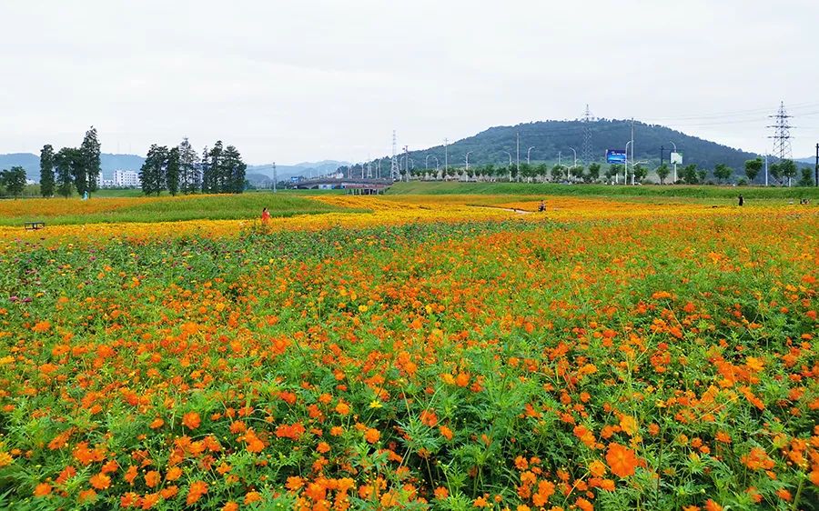 千年古村,情定花海!以爱之名,到新昌赴一场花事